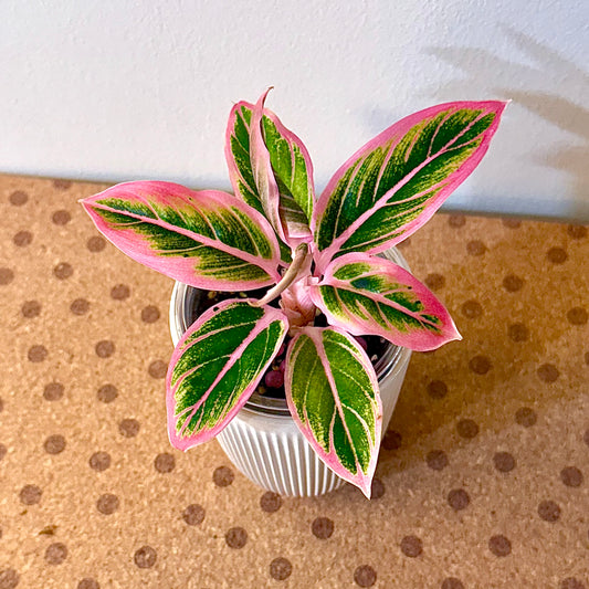 Aglaonema Lotus Delight
