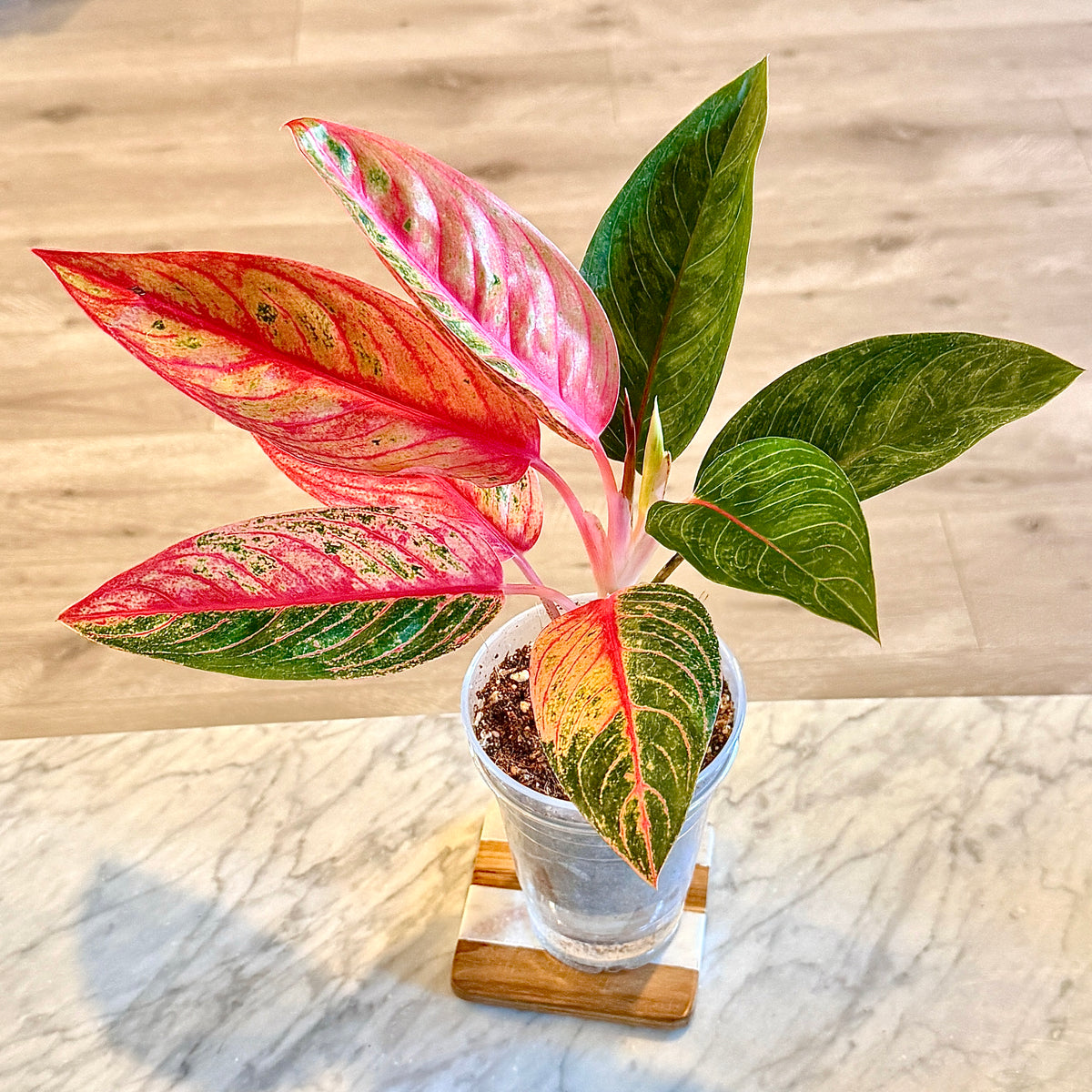 Aglaonema Red Mahasetti