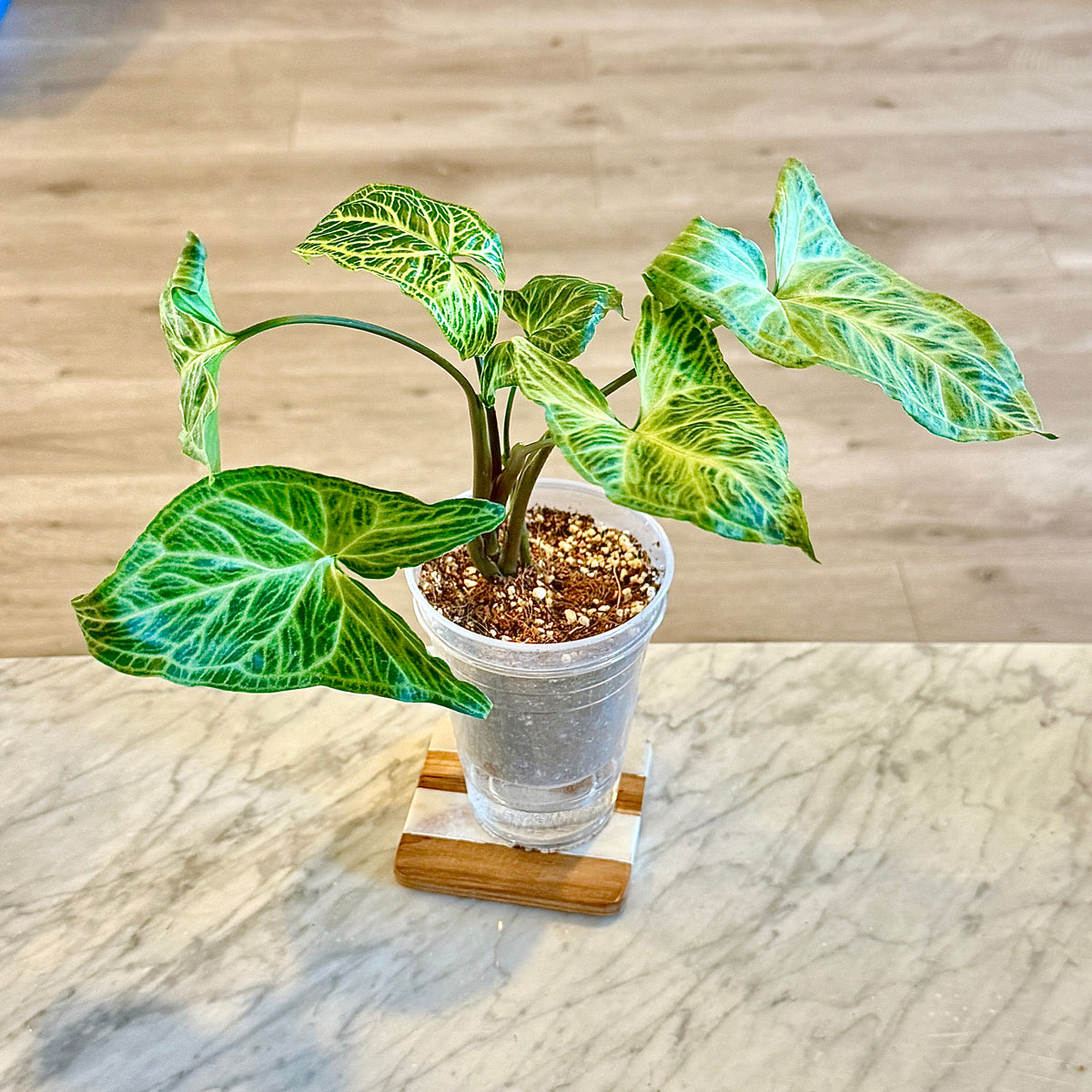 Syngonium Batik (Panama) #3