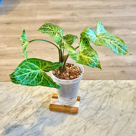 Syngonium Batik (Panama) #3