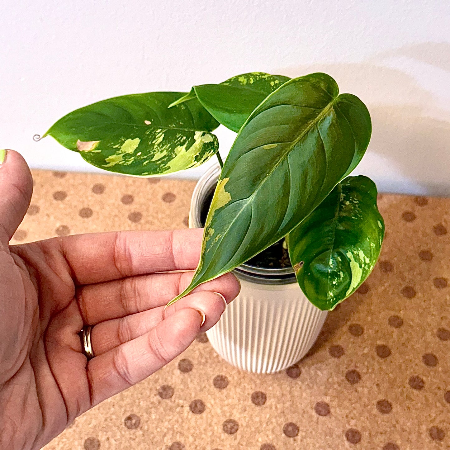 Philodendron Sharoniae Mosquera Variegated
