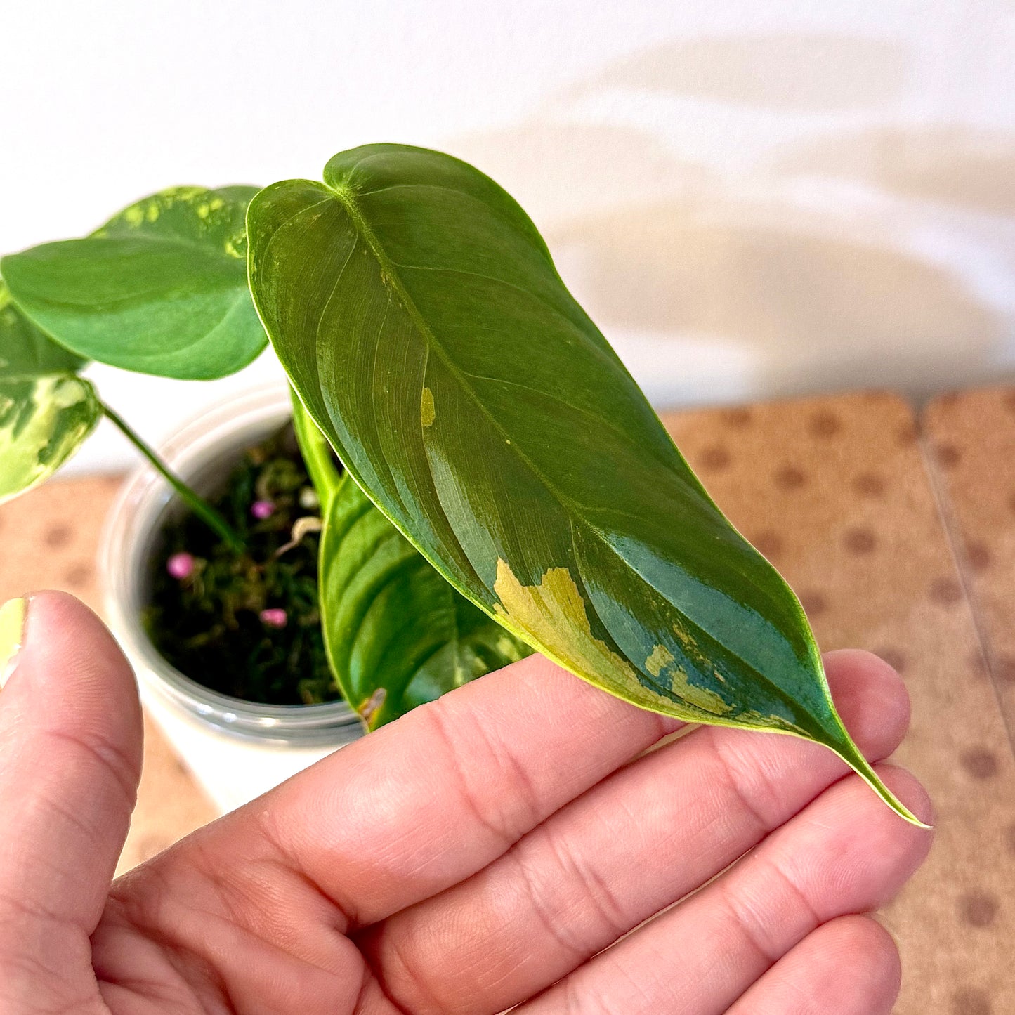 Philodendron Sharoniae Mosquera Variegated