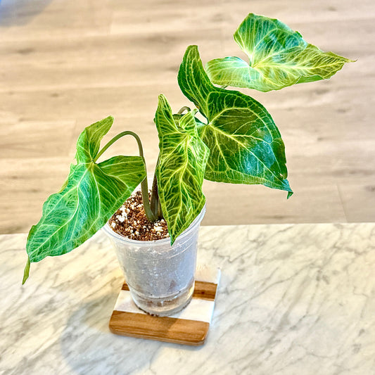 Syngonium Batik (Panama) #4