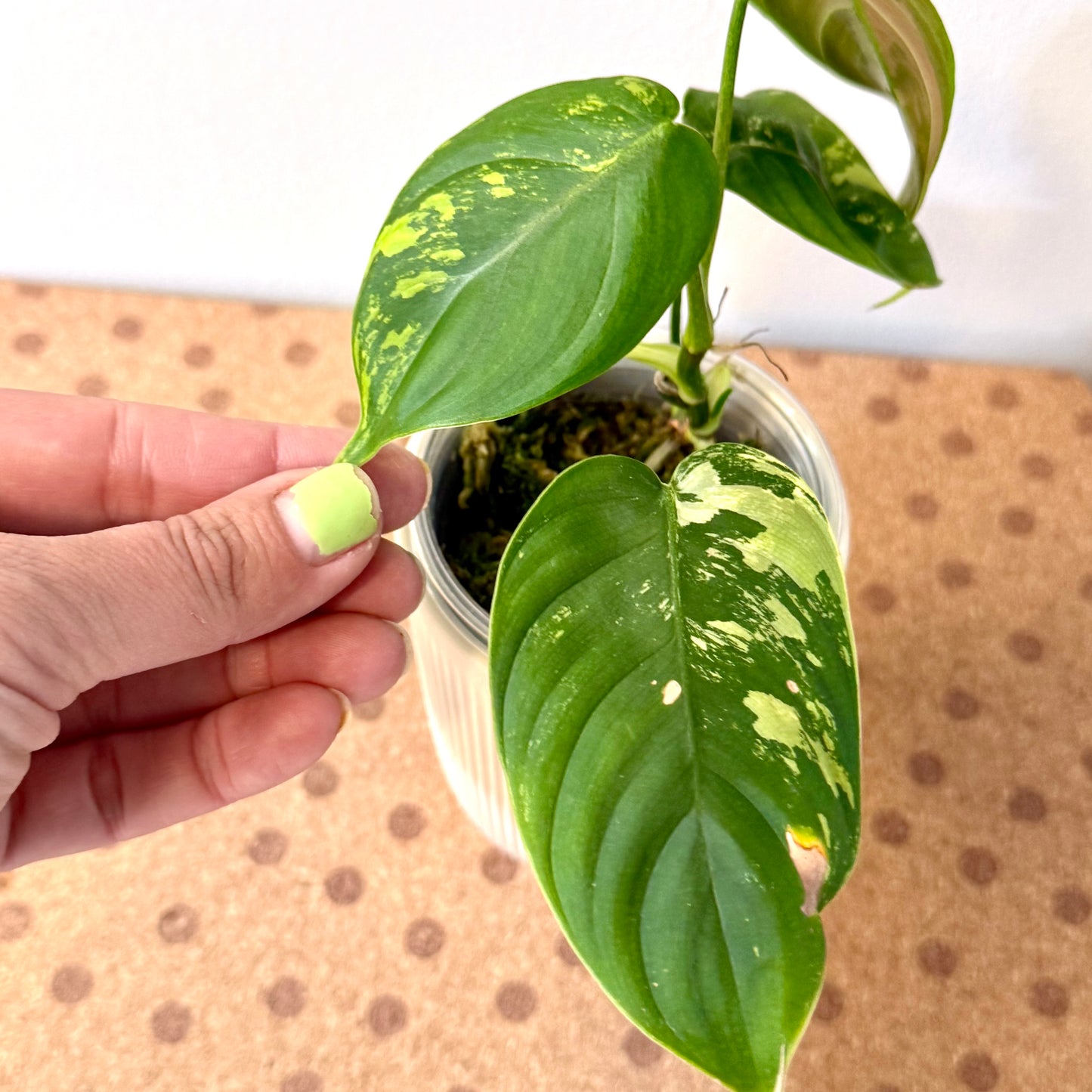 Philodendron Sharoniae Mosquera Variegated