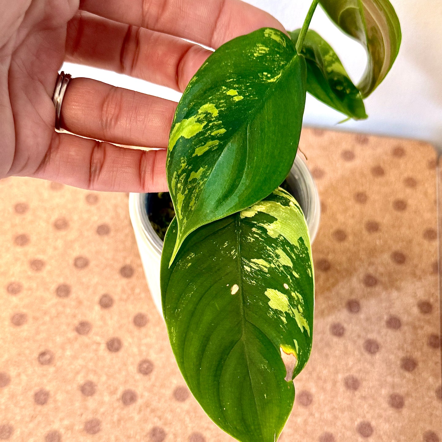 Philodendron Sharoniae Mosquera Variegated