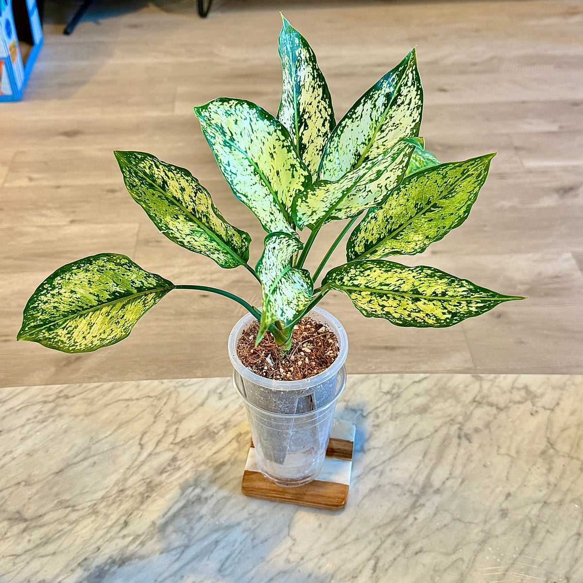 Aglaonema Snow Flakes #1