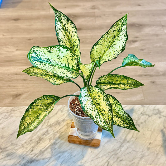Aglaonema Snow Flakes #2