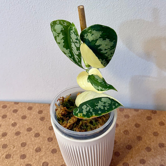 Scindapsus Mayari