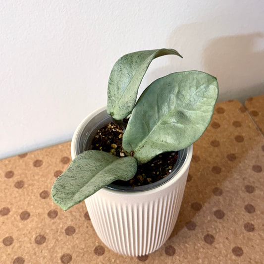 Hoya Nova Ghost