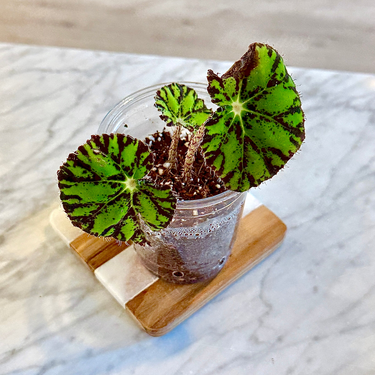 Begonia Bowerae (Panama)