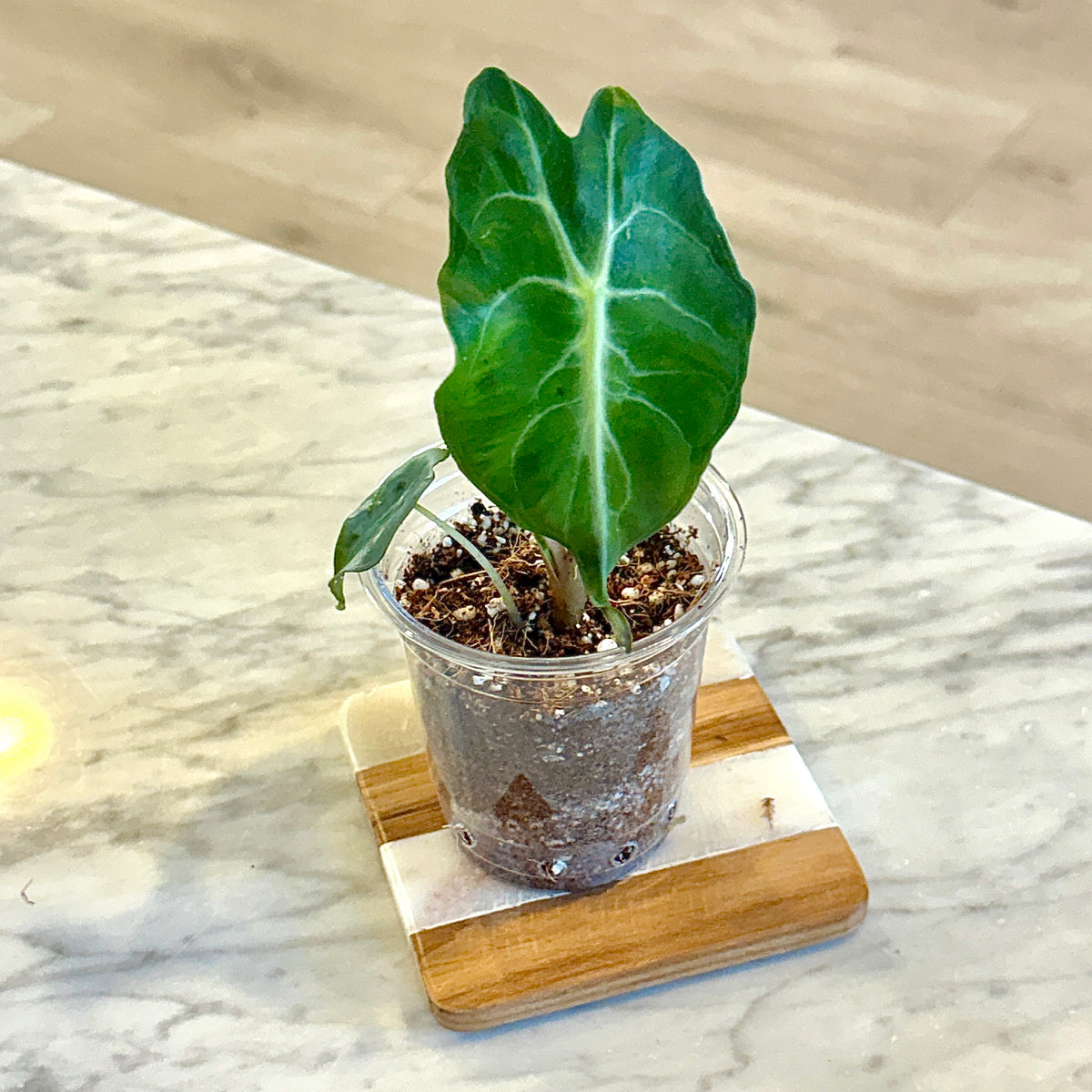 Alocasia Venom ( grow from corm)