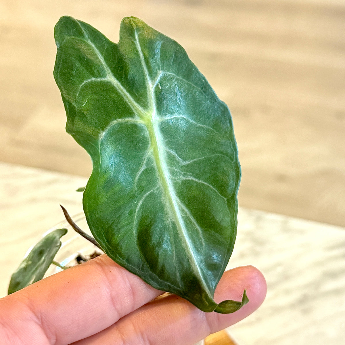 Alocasia Venom ( grow from corm)