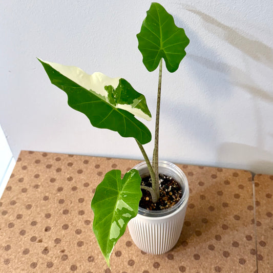 Alocasia Portora Albo ( grow from corm) #2