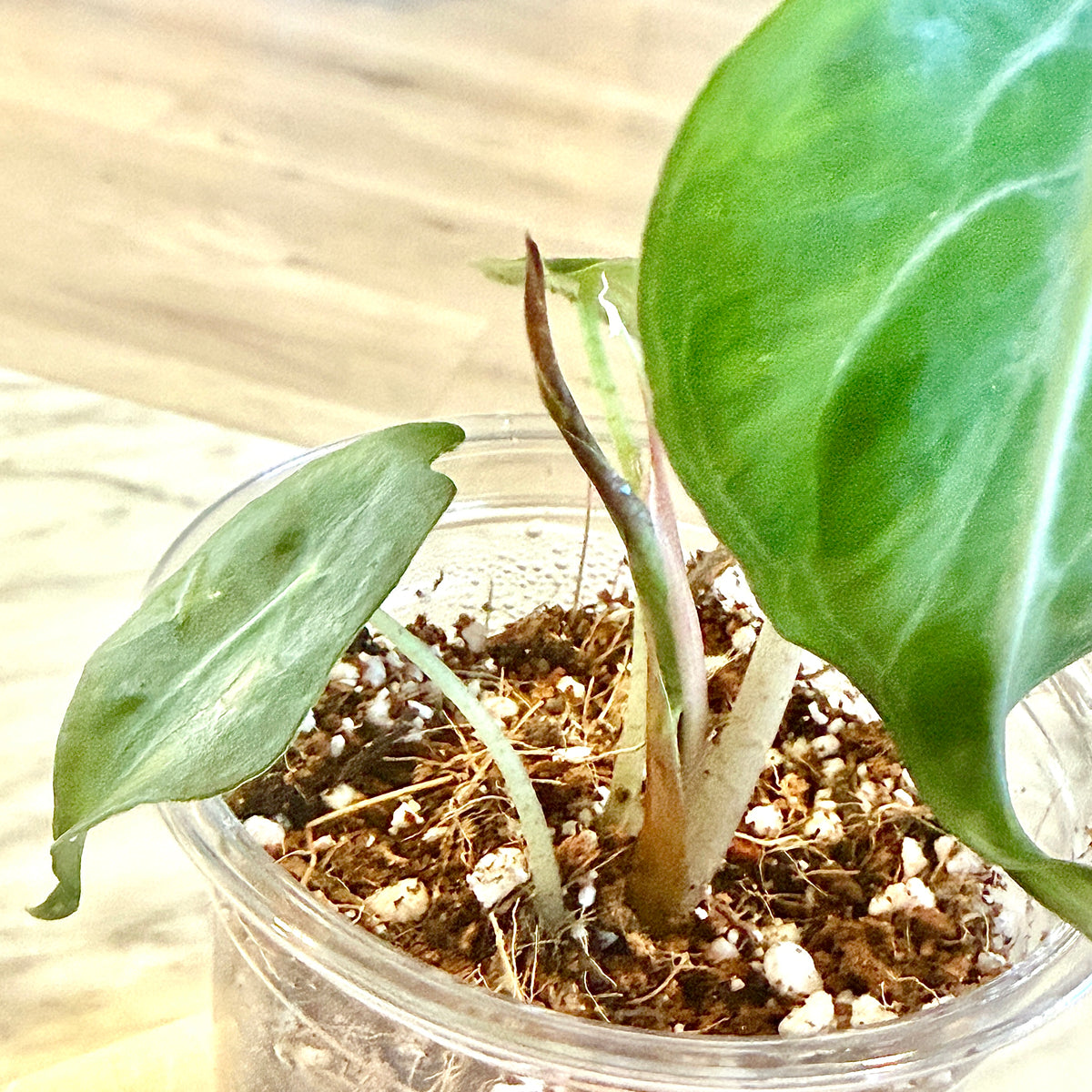 Alocasia Venom ( grow from corm)