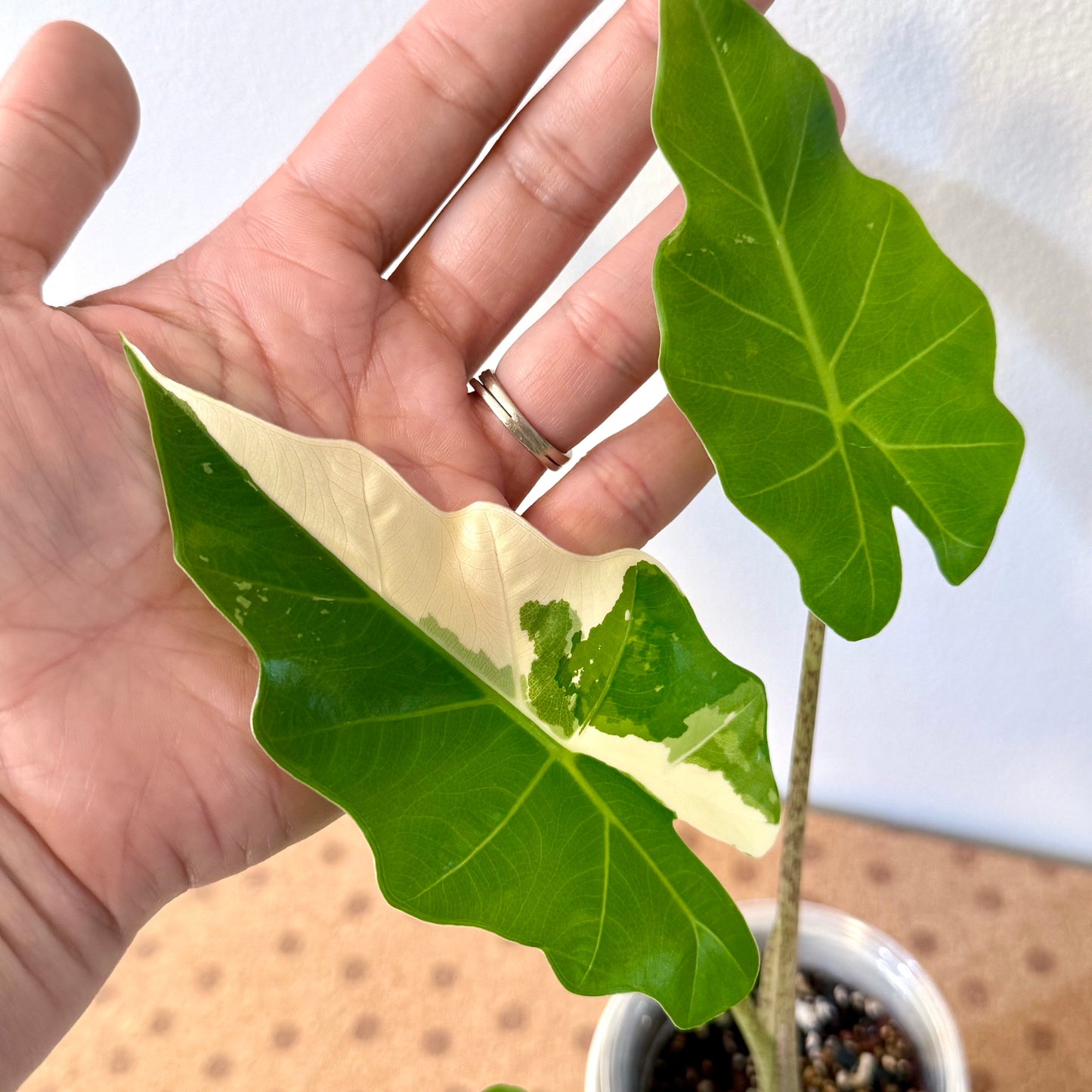 Alocasia Portora Albo ( grow from corm) #2