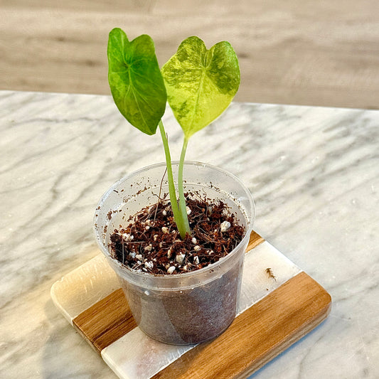 Alocasia Gageana Aurea ( grow from corm) #1