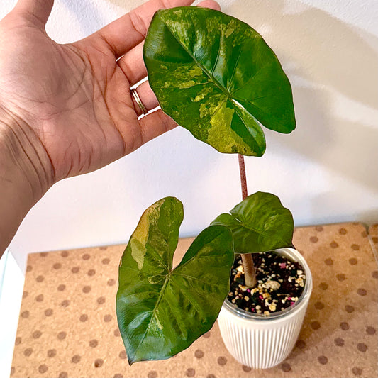 Alocasia Yucatan Princess Variegated ( grow from corm)