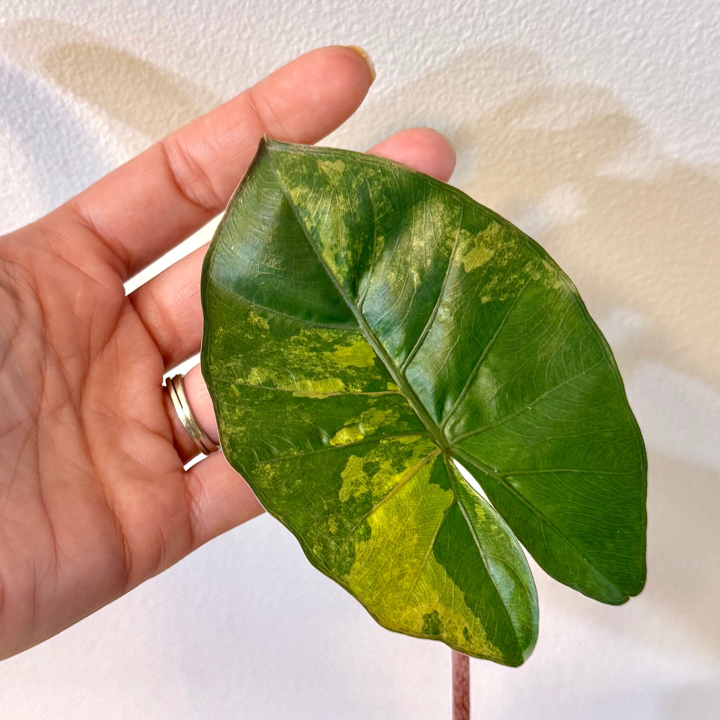 Alocasia Yucatan Princess Variegated ( grow from corm)