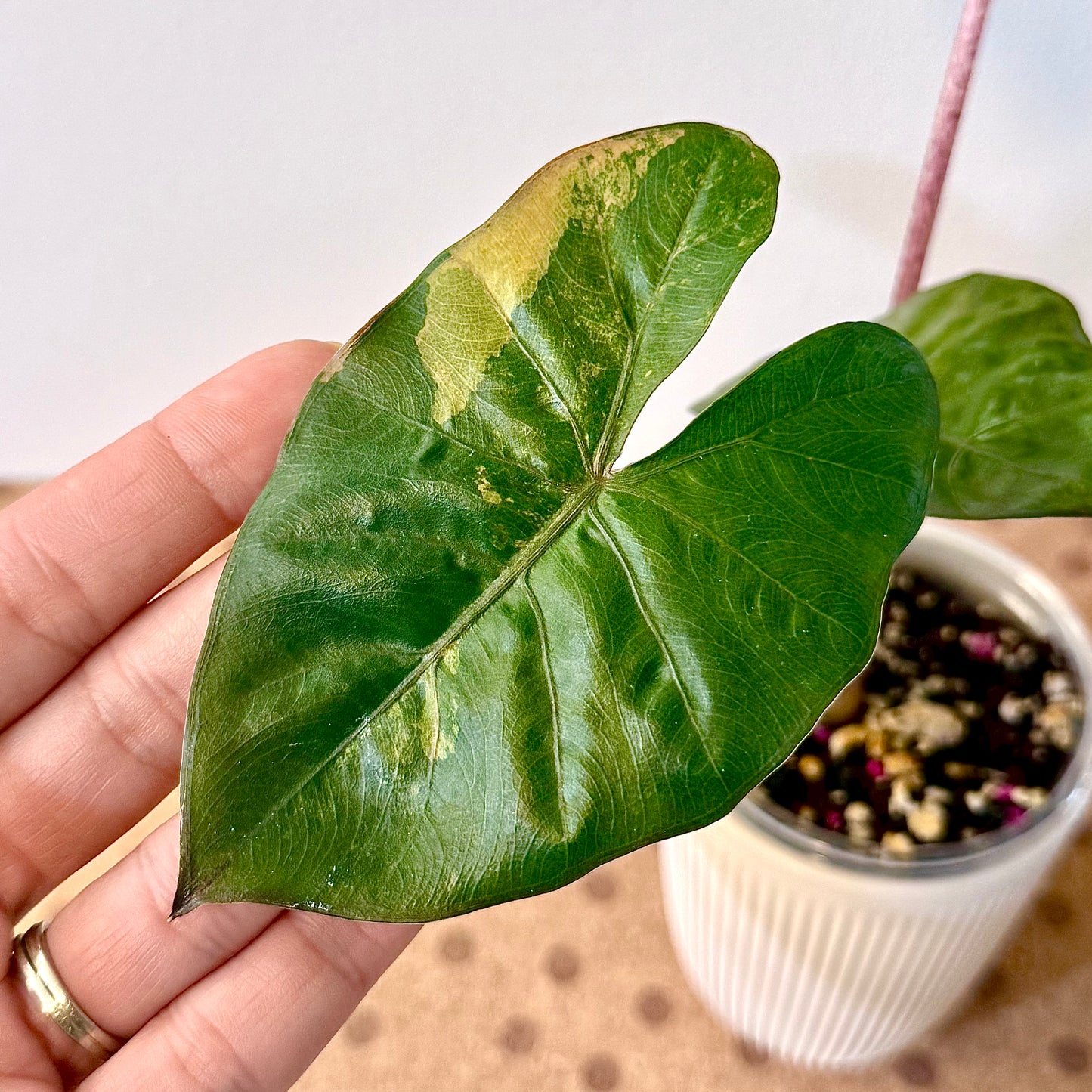 Alocasia Yucatan Princess Variegated ( grow from corm)