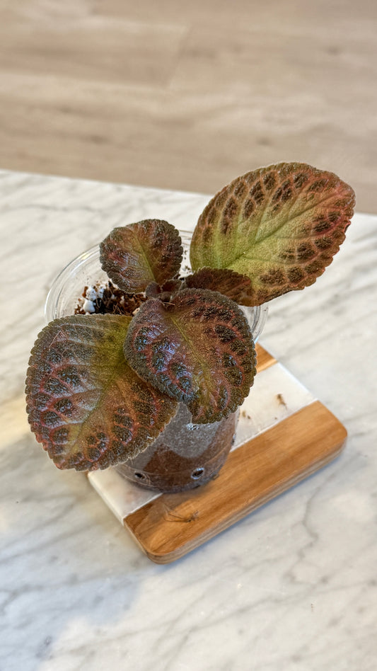 Episcia Brownie (Panama)