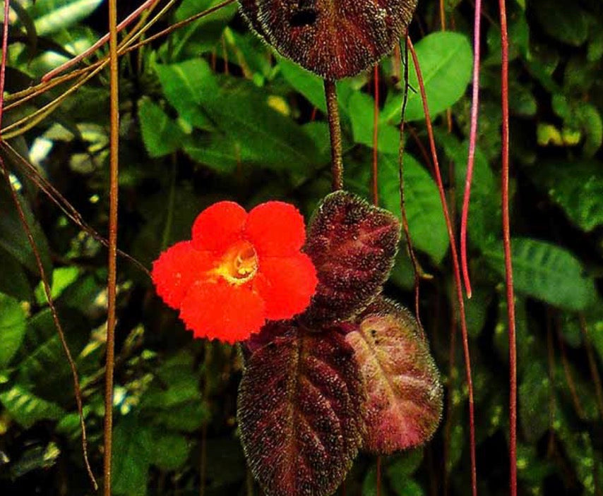 Episcia Brownie (Panama)