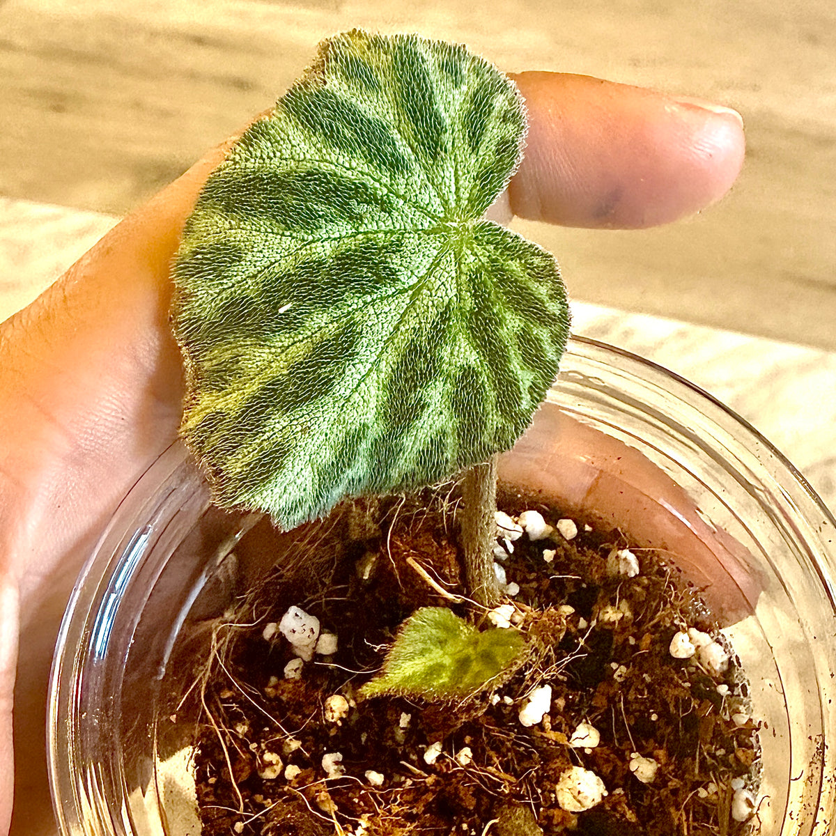 Begonia Imperialis #1