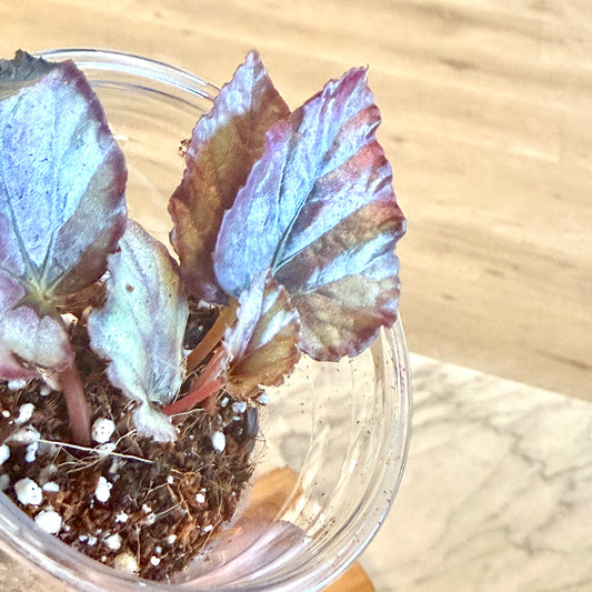 Begonia Maori Haze #1