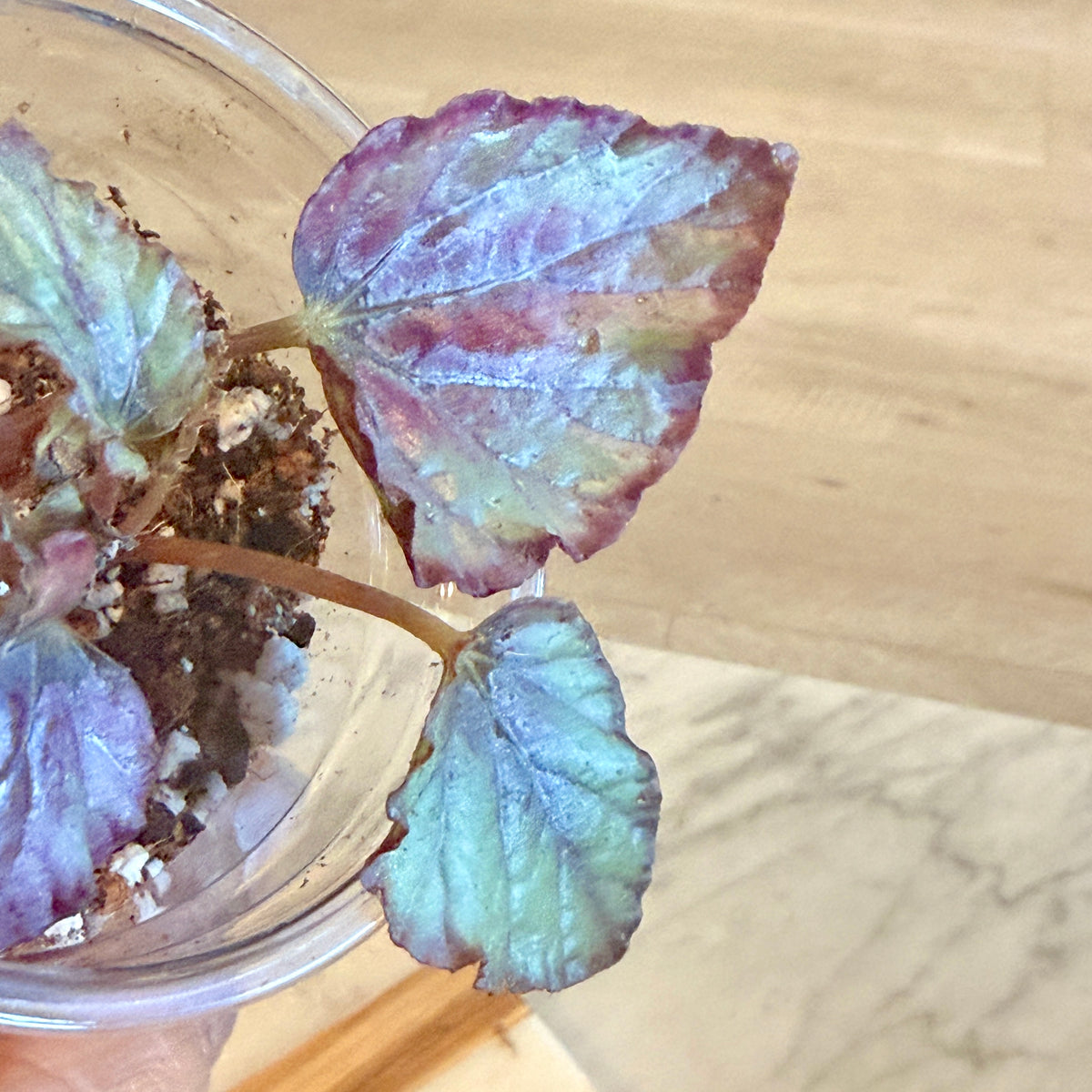 Begonia Maori Haze #2