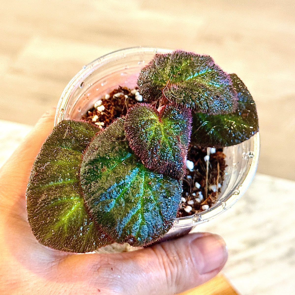 Begonia ‘Manaus’ ( Brazil) #1