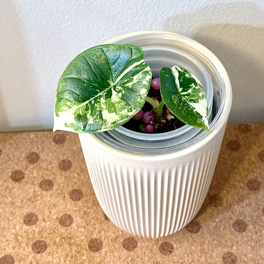 Alocasia Bisma Platinum Albo #2