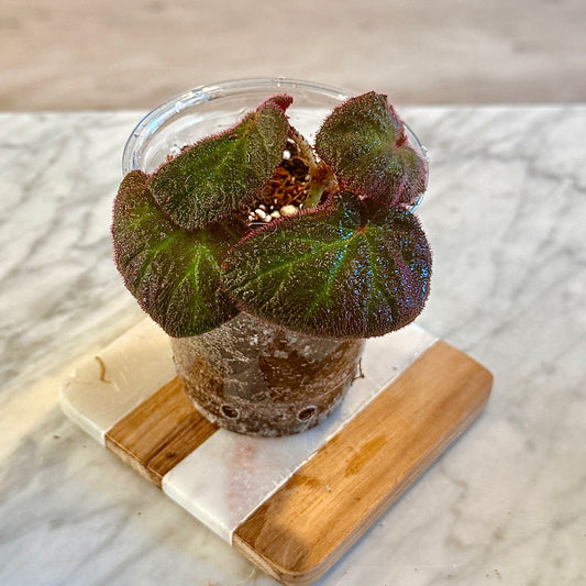Begonia ‘Manaus’ ( Brazil) #2