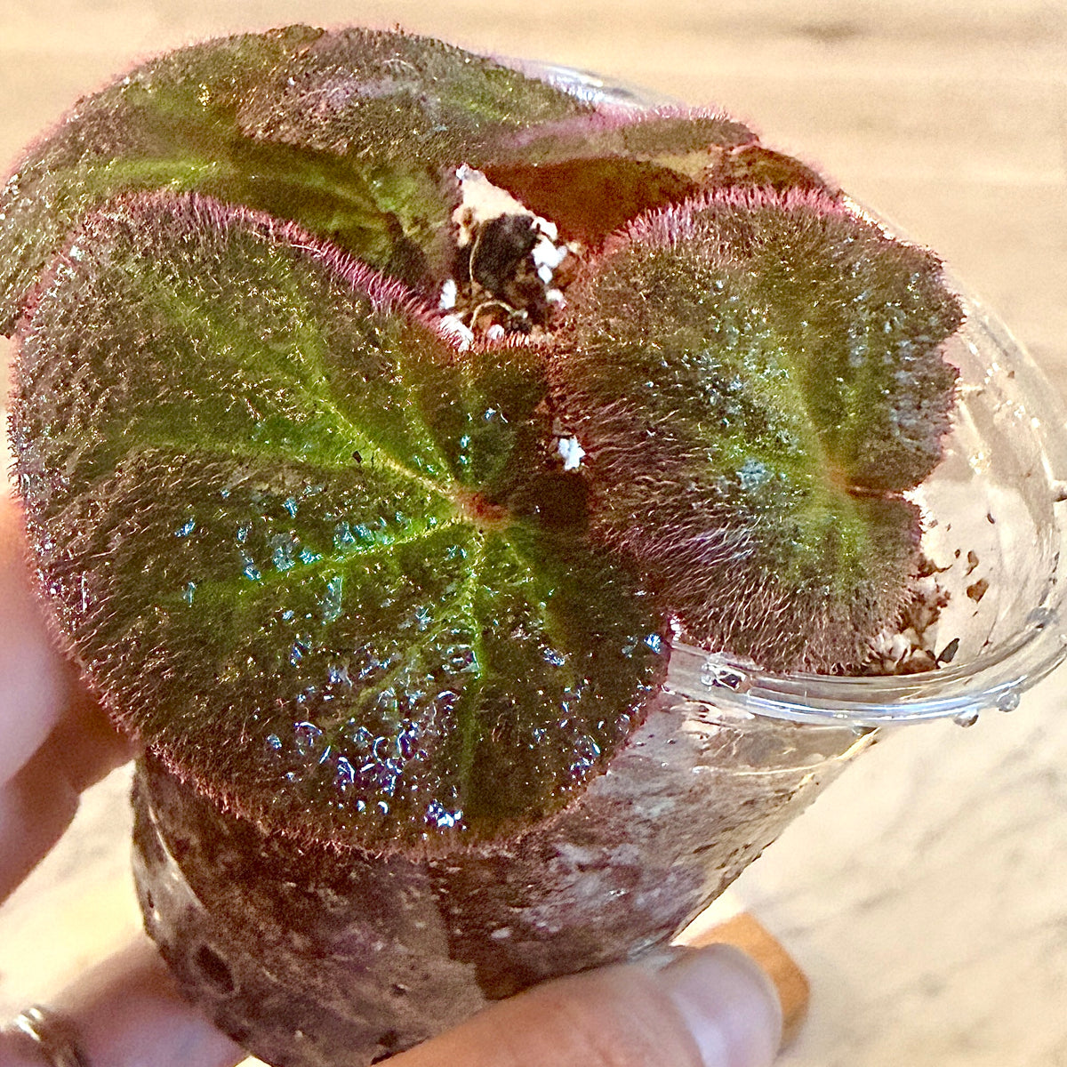 Begonia ‘Manaus’ ( Brazil) #2