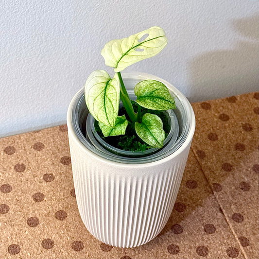Monstera Adansonii Archipelago Ghost #2