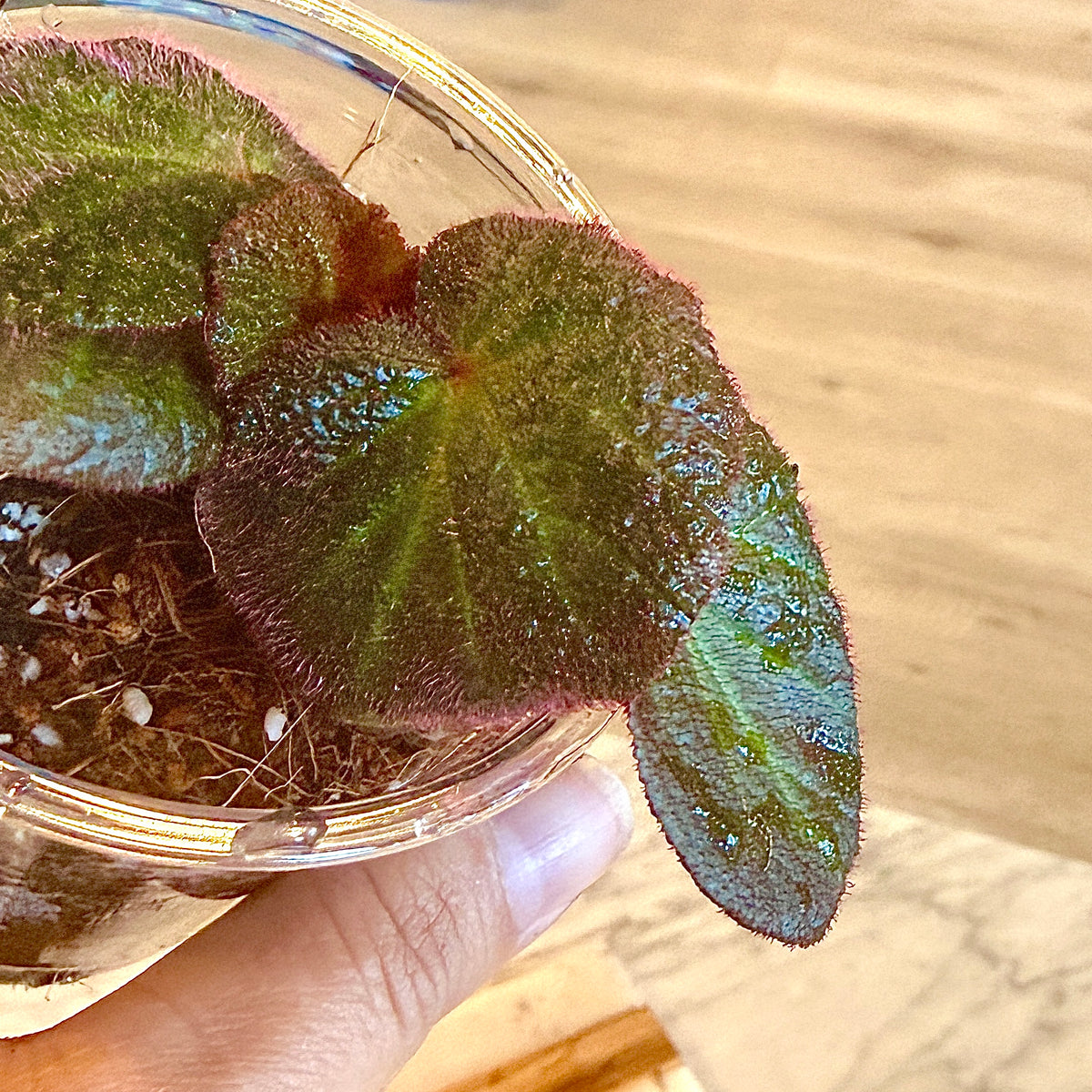 Begonia ‘Manaus’ ( Brazil) #3