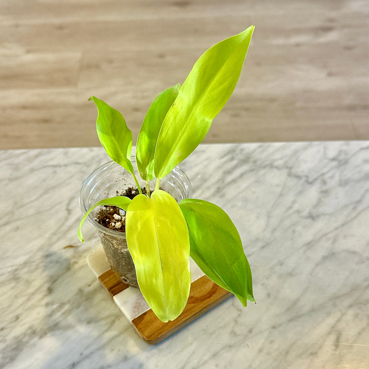 Philodendron Lemon Lime