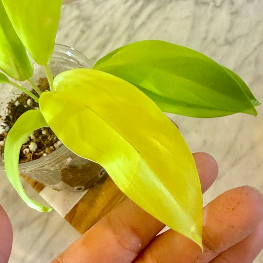 Philodendron Lemon Lime