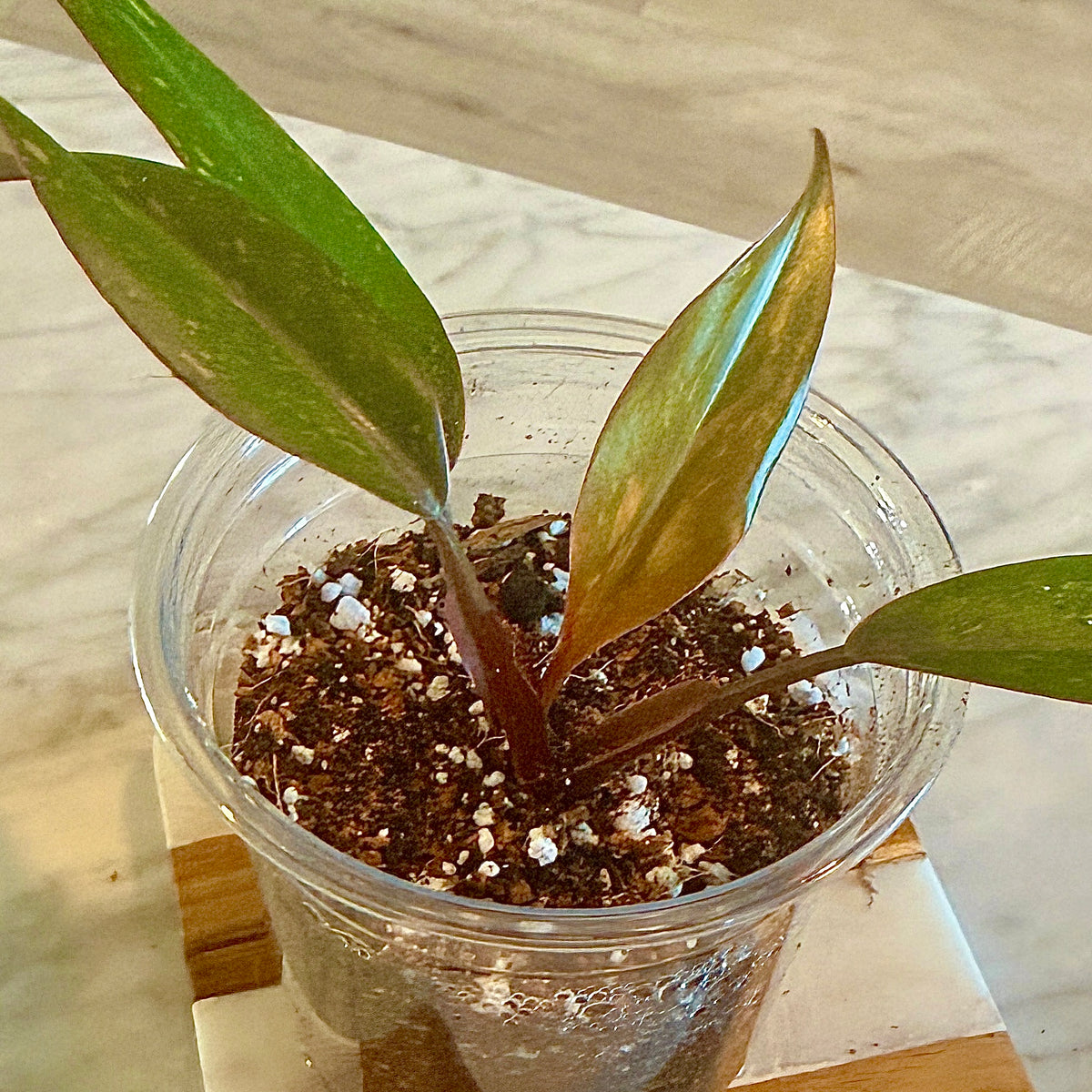 Philodendron Orange Princesse ( not tc) #1
