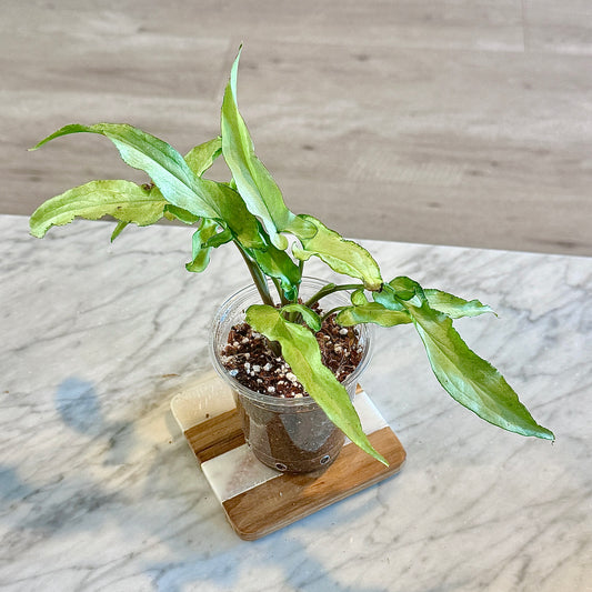 Syngonium Silver Fox #1