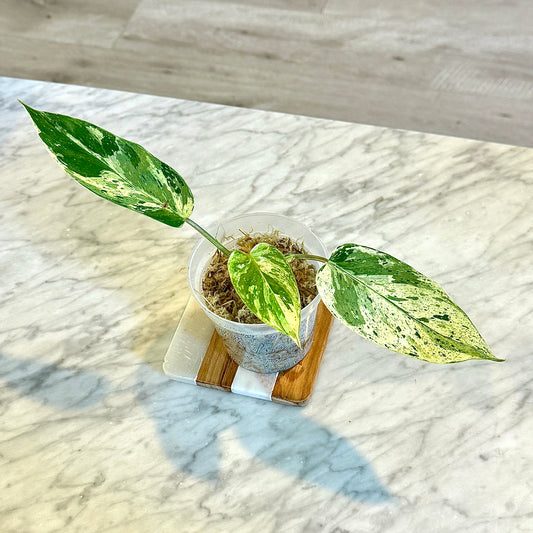 Philodendron Emerald Queen #1