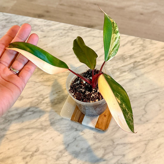 Philodendron Strawberry Shake #2