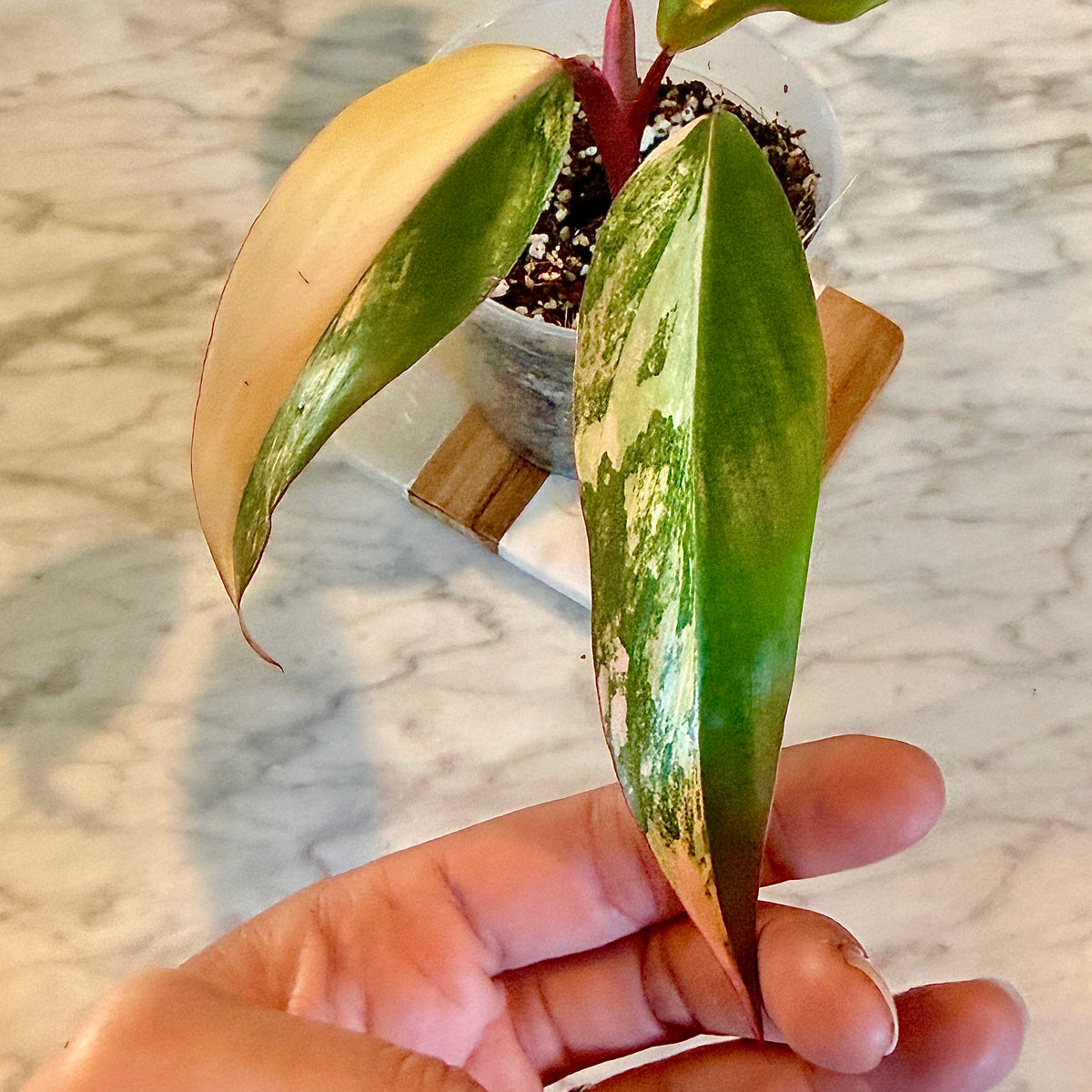 Philodendron Strawberry Shake #2