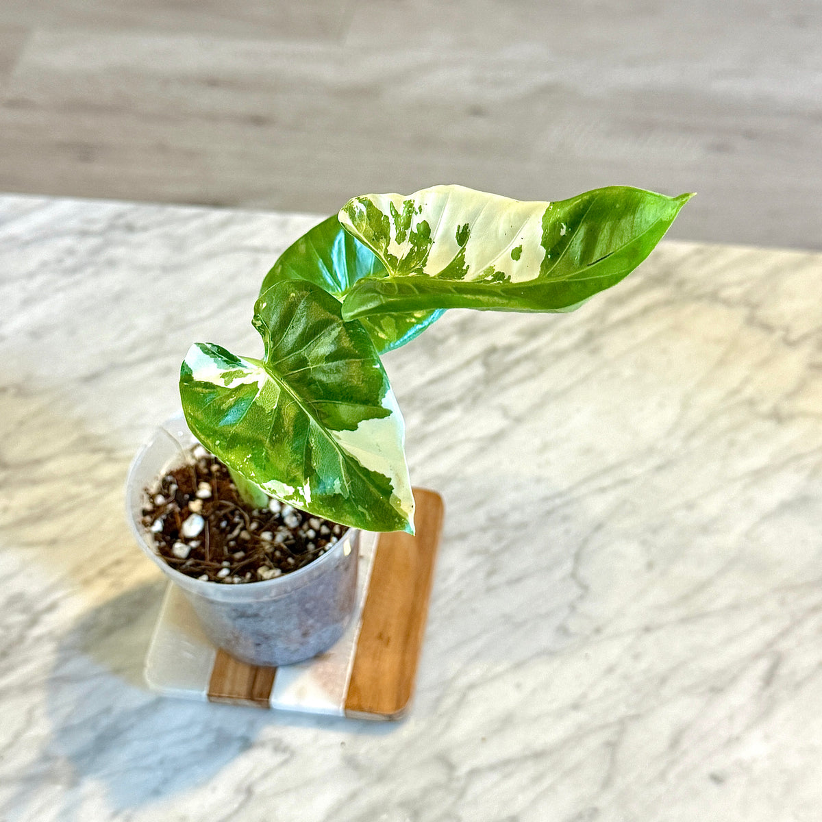 Alocasia Macrorrhiza Albo #1 ( grow from corm)