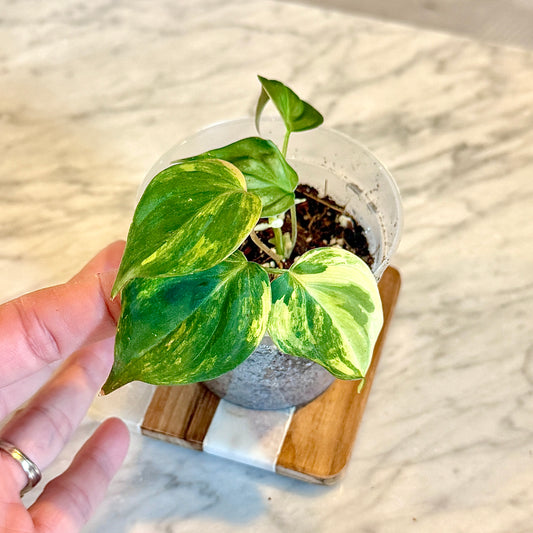 Philodendron Micans Variegated