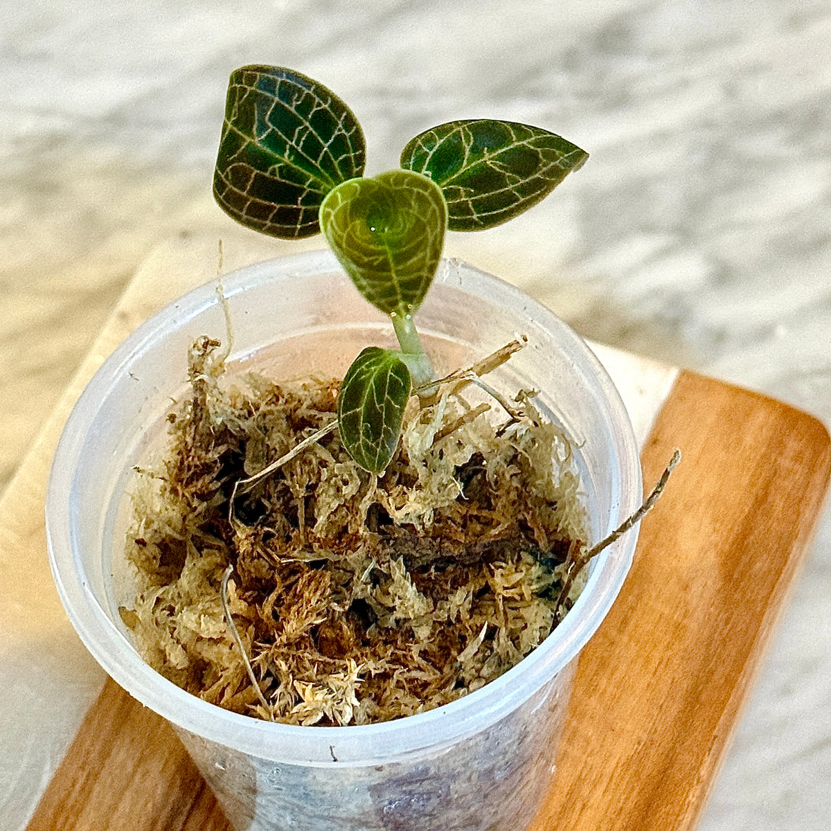 Jewel Orchid ‘Macodes Sanderiana’