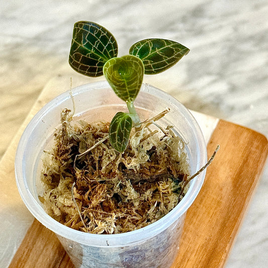 Jewel Orchid ‘Macodes Sanderiana’