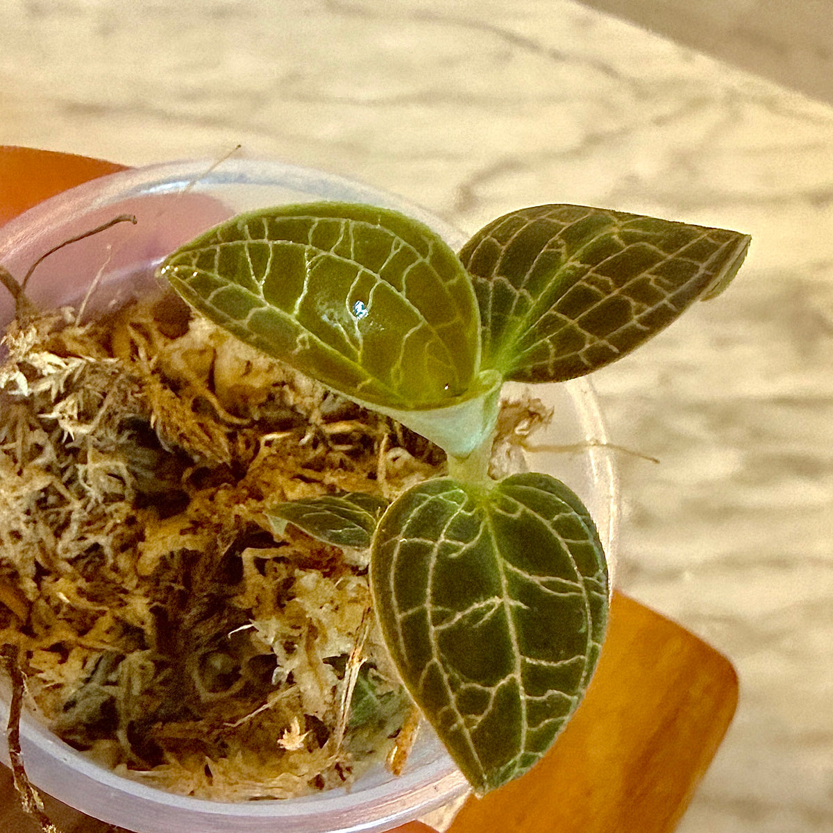 Jewel Orchid ‘Macodes Sanderiana’
