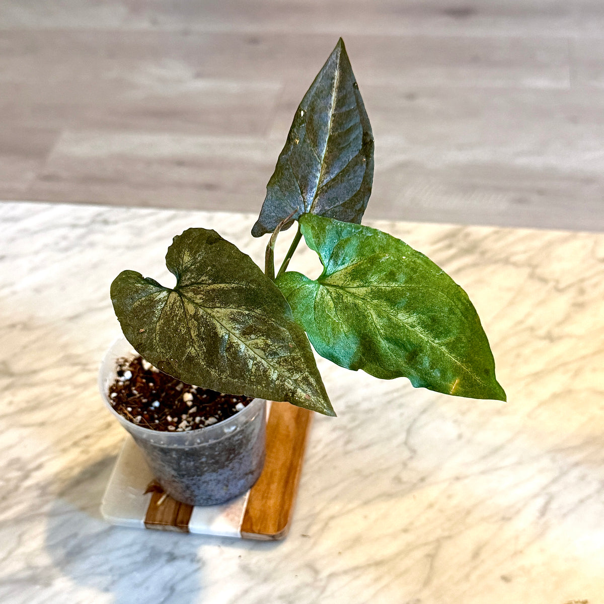 Syngonium Black Knight ( Panama) #3
