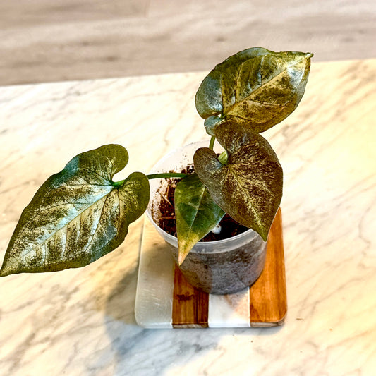 Syngonium Black Knight ( Panama) #2