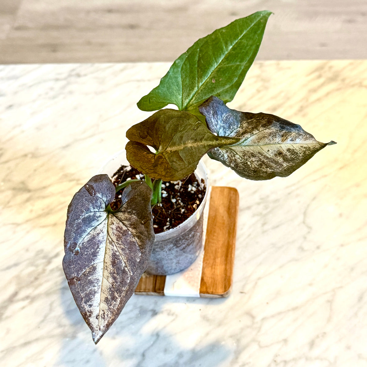 Syngonium Black Knight #1