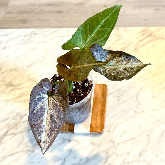 Syngonium Black Knight #1